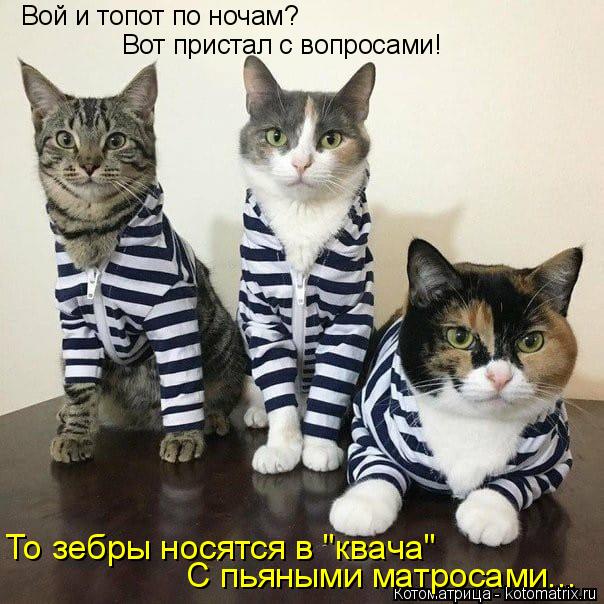 Вой и топот по ночам? Вот пристал с вопросами! То зебры носятся в "квача" С пьяными матросами...... Котоматрица: Вой и топот по ночам? Вот пристал с вопросами! То зебры носятся в "квача" С пьяными матросами...