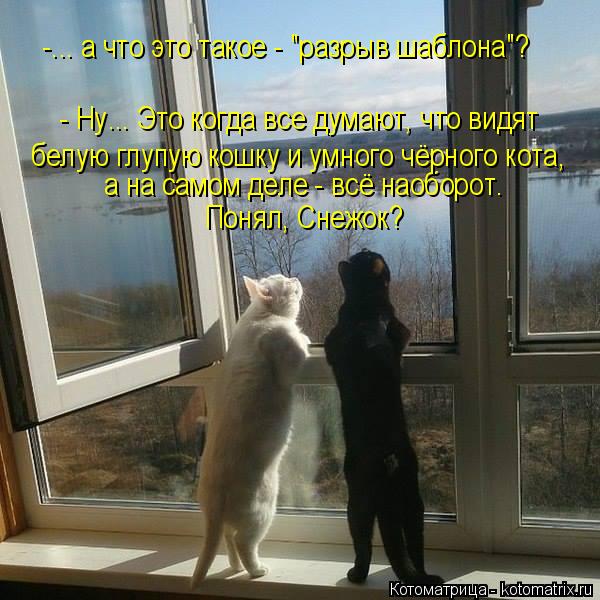 Котоматрица: -... а что это такое - "разрыв шаблона"? - Ну... Это когда все думают, что видят а на самом деле - всё наоборот. Понял, Снежок? белую глупую кошку и у?