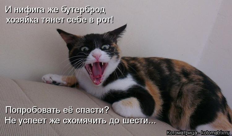 И нифига же бутерброд хозяйка тянет себе в рот! Попробовать её спасти? Не успеет же схомячить до шест... Котоматрица: И нифига же бутерброд хозяйка тянет себе в рот! Попробовать её спасти? Не успеет же схомячить до шести...