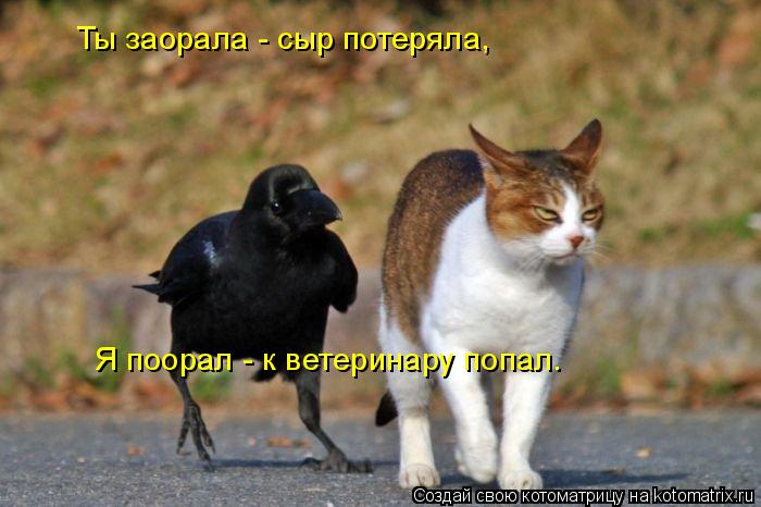 Ты заорала - сыр потеряла, Я поорал - к ветеринару попал.... Котоматрица: Ты заорала - сыр потеряла, Я поорал - к ветеринару попал.