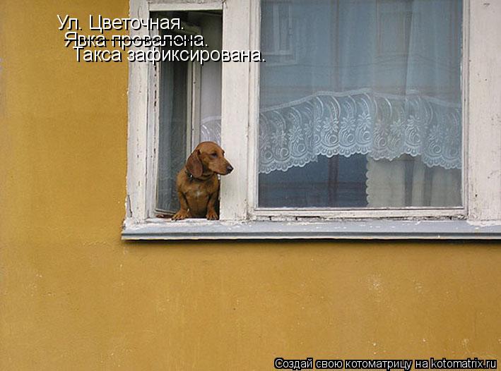 Ул. Цветочная. Явка провалена. --------------------------- Такса зафиксирована.... Котоматрица: Ул. Цветочная. Явка провалена. --------------------------- Такса зафиксирована.