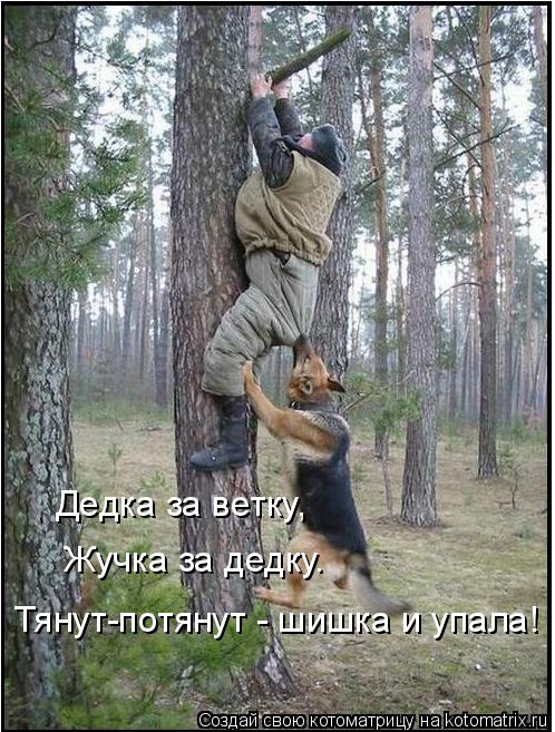 Дедка за ветку, Жучка за дедку. Тянут-потянут - шишка и упала!... Котоматрица: Дедка за ветку, Жучка за дедку. Тянут-потянут - шишка и упала!