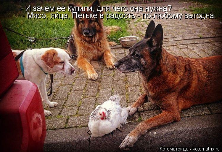 - И зачем её купили, для чего она нужна? - Мясо, яйца, Петьке в радость - по-любому выгодна.... Котоматрица: - И зачем её купили, для чего она нужна? - Мясо, яйца, Петьке в радость - по-любому выгодна.
