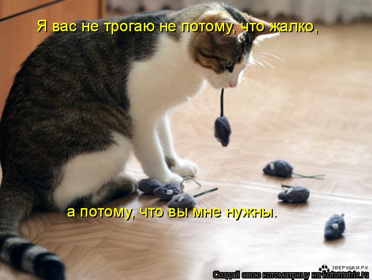 Я вас не трогаю не потому, что жалко, а потому, что вы мне нужны.... Котоматрица: Я вас не трогаю не потому, что жалко, а потому, что вы мне нужны.