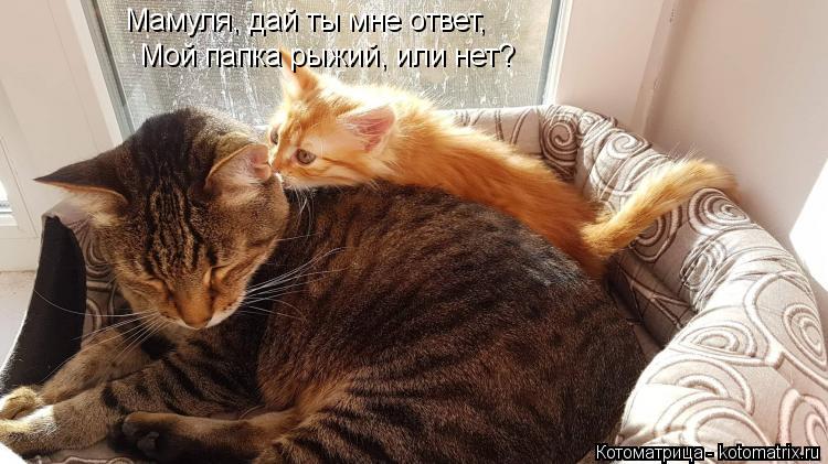 Мамуля, дай ты мне ответ, Мой папка рыжий, или нет?... Котоматрица: Мамуля, дай ты мне ответ, Мой папка рыжий, или нет?