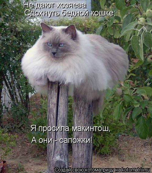 Не дают хозяева Сдохнуть бедной кошке: Я просила макинтош, А они - сапожки!... Котоматрица: Не дают хозяева Сдохнуть бедной кошке: Я просила макинтош, А они - сапожки!