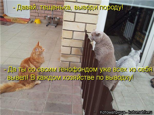 - Давай, тещенька, выводи породу! вывел! В каждом хозяйстве по выводку! - Да ты со своим генофондом у... Котоматрица: - Давай, тещенька, выводи породу! вывел! В каждом хозяйстве по выводку! - Да ты со своим генофондом уже всех из себя