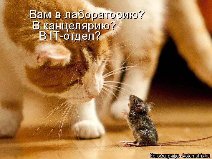 Вам в лабораторию? В канцелярию? В IT-отдел?... Котоматрица: Вам в лабораторию? В канцелярию? В IT-отдел?