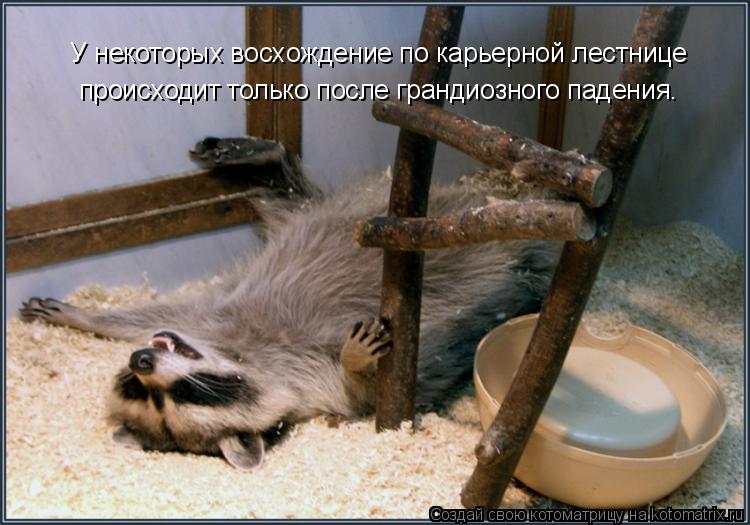 У некоторых восхождение по карьерной лестнице происходит только после грандиозного падения.... Котоматрица: У некоторых восхождение по карьерной лестнице происходит только после грандиозного падения.