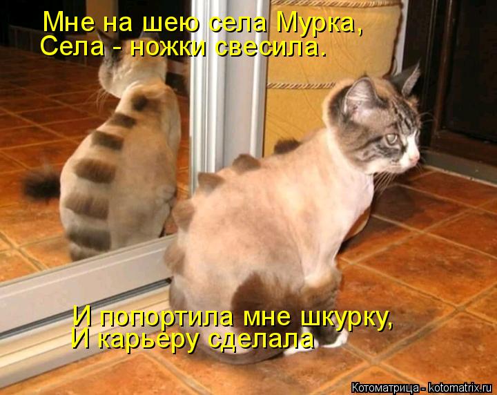 Мне на шею села Мурка, Села - ножки свесила. И карьеру сделала И попортила мне шкурку,... Котоматрица: Мне на шею села Мурка, Села - ножки свесила. И карьеру сделала И попортила мне шкурку,