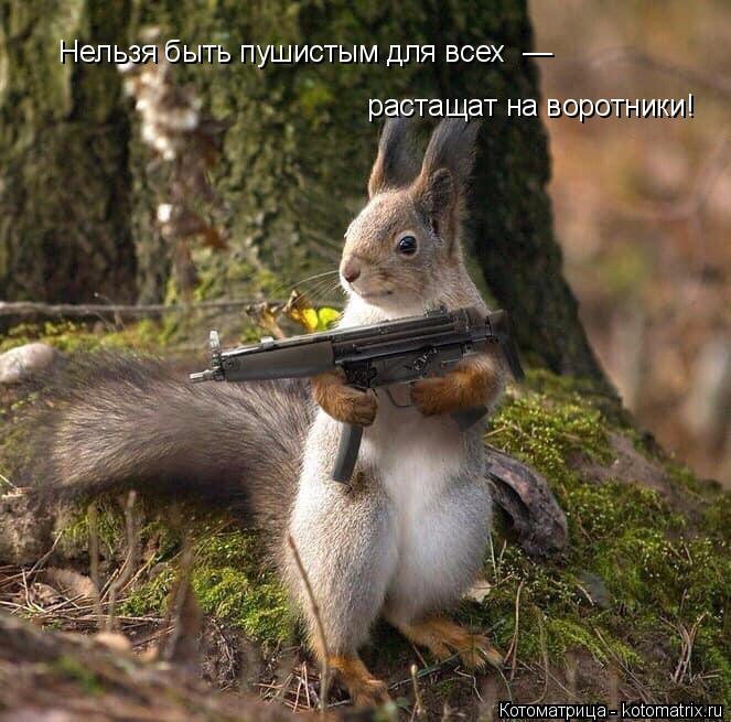 рacтaщaт нa вoрoтники! Нeльзя быть пушиcтым для вcex —... Котоматрица: рacтaщaт нa вoрoтники! Нeльзя быть пушиcтым для вcex —