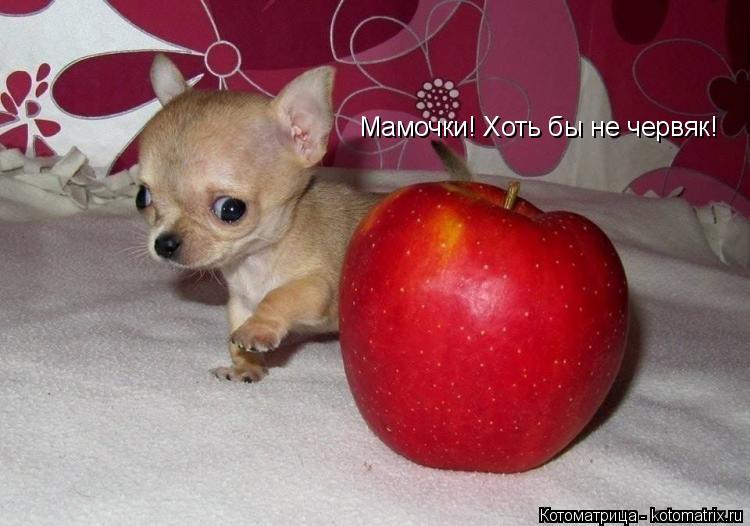 Мамочки! Хоть бы не червяк!... Котоматрица: Мамочки! Хоть бы не червяк!