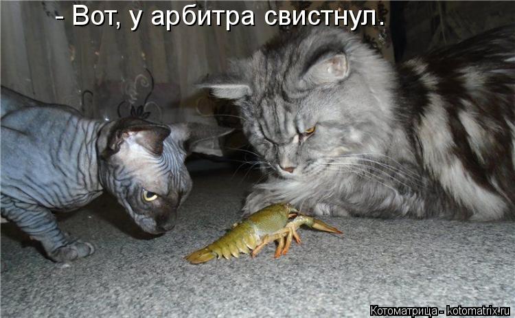 Котоматрица: - Вот, у арбитра свистнул.