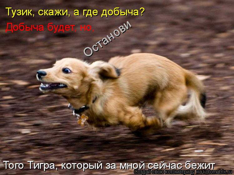 Котоматрица: Тузик, скажи, а где добыча? Того Тигра, который за мной сейчас бежит Добыча будет, но, Останови