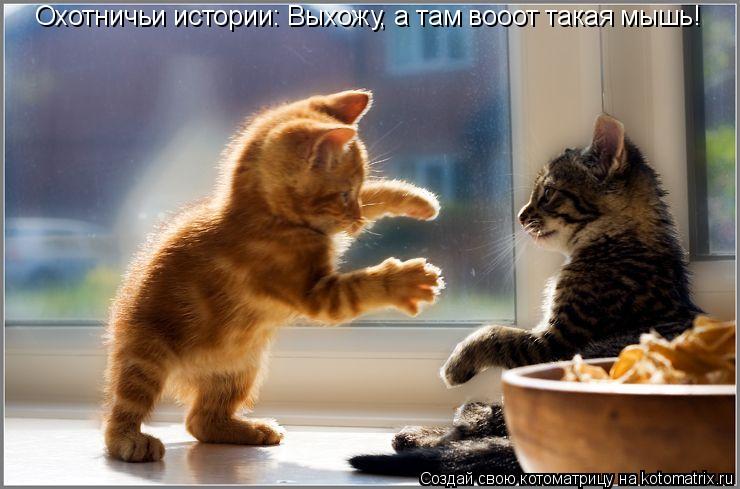 Котоматрица: Охотничьи истории: Выхожу, а там вооот такая мышь!