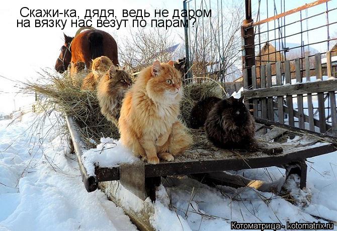 Скажи-ка, дядя, ведь не даром на вязку нас везут по парам?... Котоматрица: Скажи-ка, дядя, ведь не даром на вязку нас везут по парам?