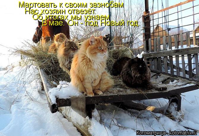 Мартовать к своим зазнобам Нас хозяин отвезёт. Об итогах мы узнаем В мае. Он - под Новый год.... Котоматрица: Мартовать к своим зазнобам Нас хозяин отвезёт. Об итогах мы узнаем В мае. Он - под Новый год.