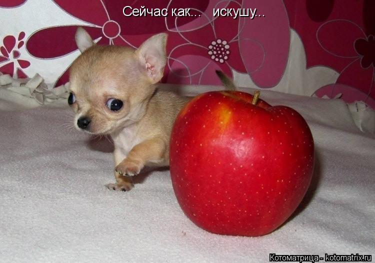 Котоматрица: Сейчас как...   искушу...