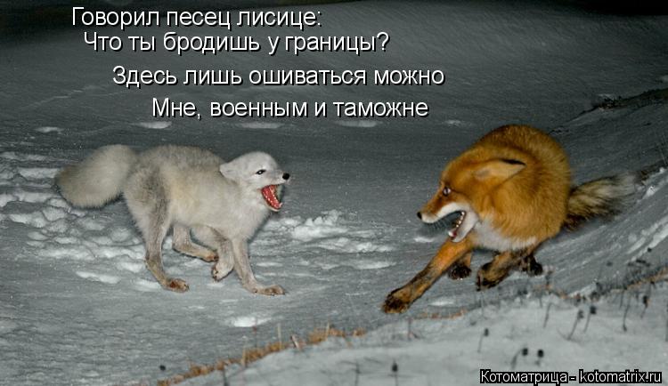 Котоматрица: Говорил песец лисице: Что ты бродишь у границы? Здесь лишь ошиваться можно Мне, военным и таможне