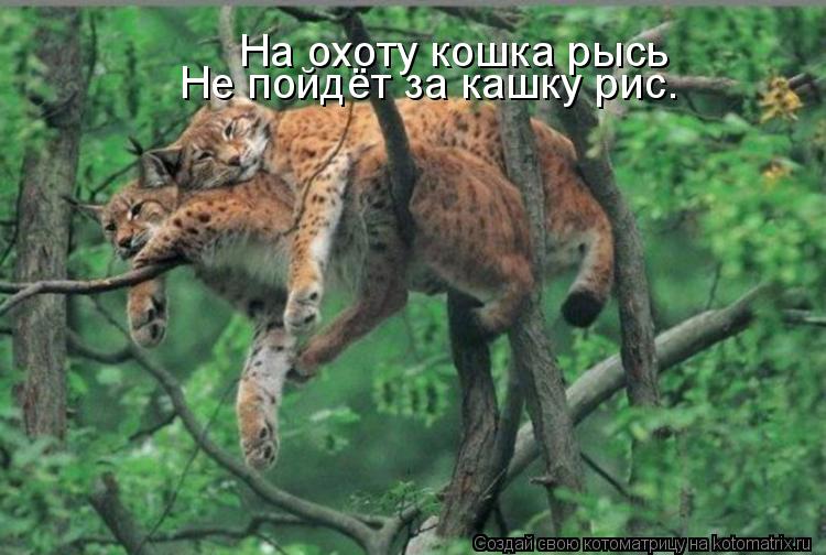 Котоматрица: На охоту кошка рысь Не пойдёт за кашку рис.