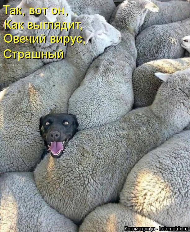 Котоматрица: Так, вот он,  Как выглядит, Овечий вирус,  Страшный