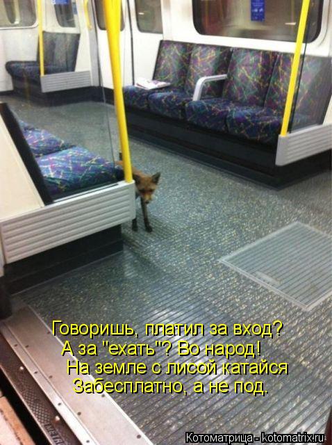Котоматрица: Говоришь, платил за вход? А за "ехать"? Во народ! На земле с лисой катайся Забесплатно, а не под.