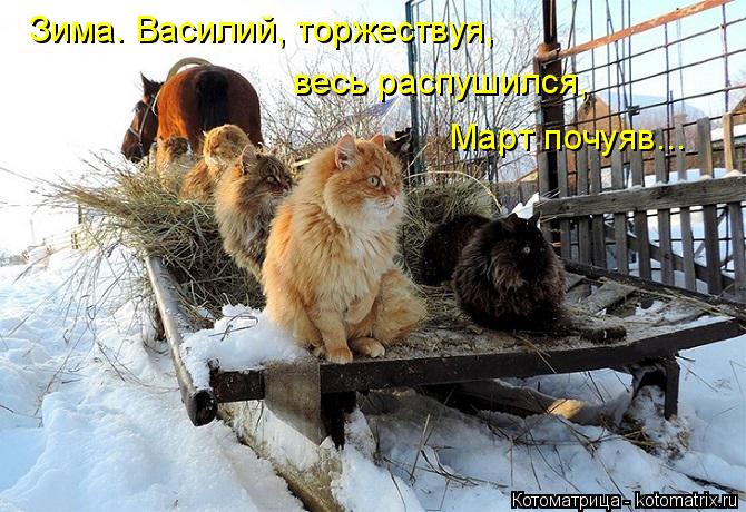 Зима. Василий, торжествуя, весь распушился, Март почуяв...... Котоматрица: Зима. Василий, торжествуя, весь распушился, Март почуяв...