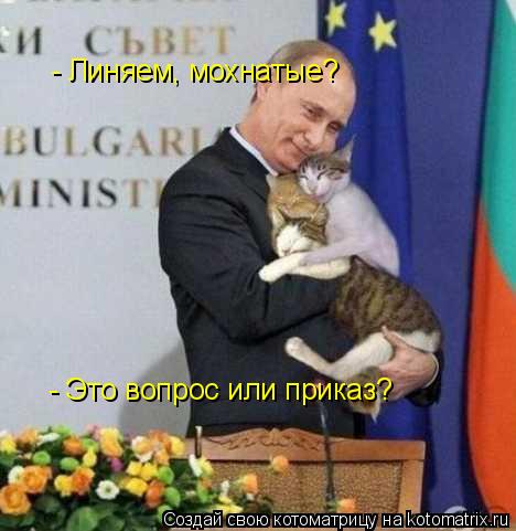 Котоматрица: - Линяем, мохнатые? - Это вопрос или приказ?