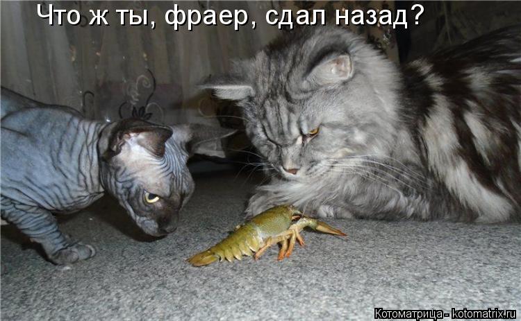 Котоматрица: Что ж ты, фраер, сдал назад?