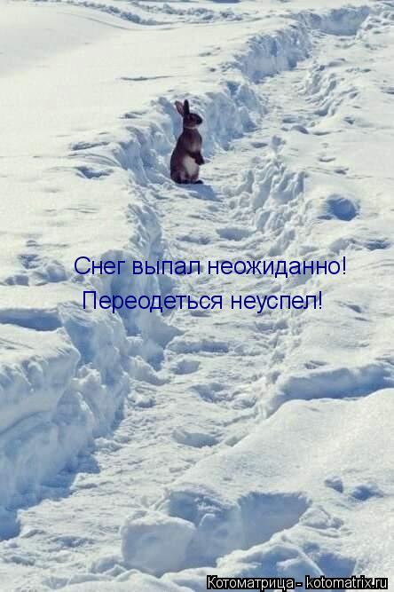 Снег выпал неожиданно! Переодеться неуспел!... Котоматрица: Снег выпал неожиданно! Переодеться неуспел!