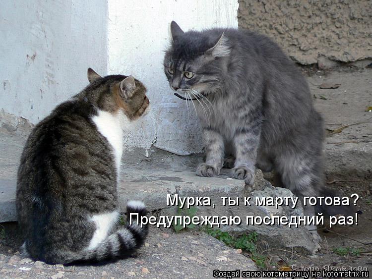 Мурка, ты к марту готова? Предупреждаю последний раз!... Котоматрица: Мурка, ты к марту готова? Предупреждаю последний раз!