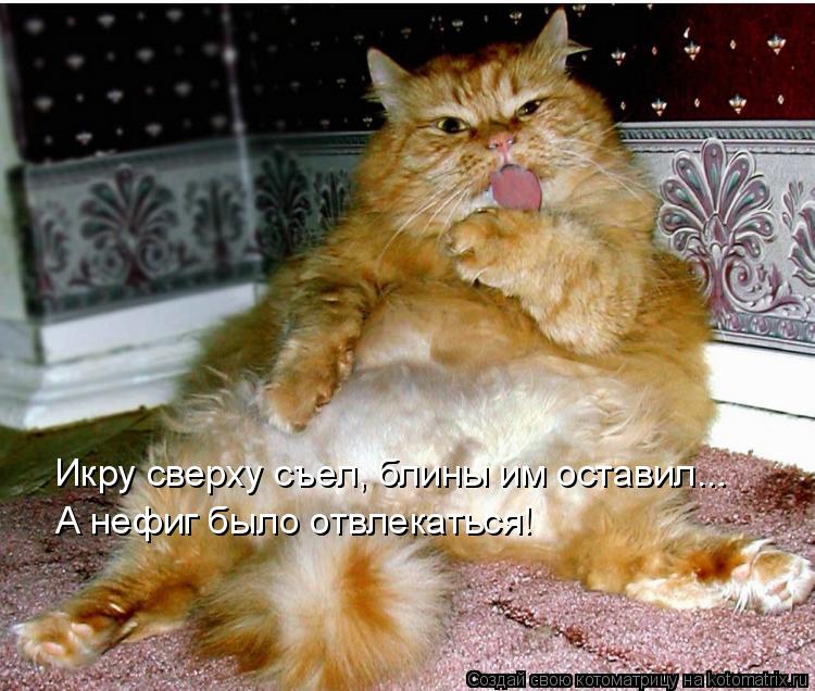 Икру сверху съел, блины им оставил... А нефиг было отвлекаться!... Котоматрица: Икру сверху съел, блины им оставил... А нефиг было отвлекаться!