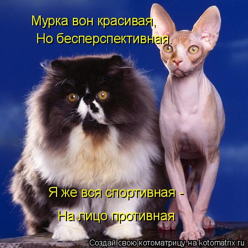 Мурка вон красивая, Но бесперспективная. Я же вся спортивная - На лицо противная... Котоматрица: Мурка вон красивая, Но бесперспективная. Я же вся спортивная - На лицо противная