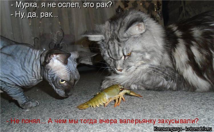 - Мурка, я не ослеп, это рак? - Ну, да, рак... - Не понял... А чем мы тогда вчера валерьянку закусыва... Котоматрица: - Мурка, я не ослеп, это рак? - Ну, да, рак... - Не понял... А чем мы тогда вчера валерьянку закусывали?