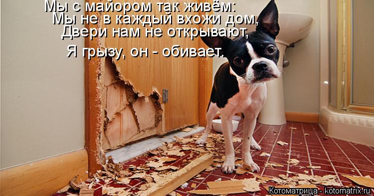Мы с майором так живём: Мы не в каждый вхожи дом, Я грызу, он - обивает. Двери нам не открывают,... Котоматрица: Мы с майором так живём: Мы не в каждый вхожи дом, Я грызу, он - обивает. Двери нам не открывают,
