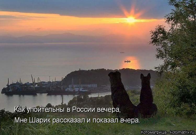 Как упоительны в России вечера, Мне Шарик рассказал и показал вчера.... Котоматрица: Как упоительны в России вечера, Мне Шарик рассказал и показал вчера.