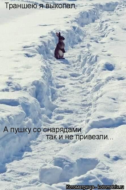 Траншею я выкопал, А пушку со снарядами так и не привезли...... Котоматрица: Траншею я выкопал, А пушку со снарядами так и не привезли...