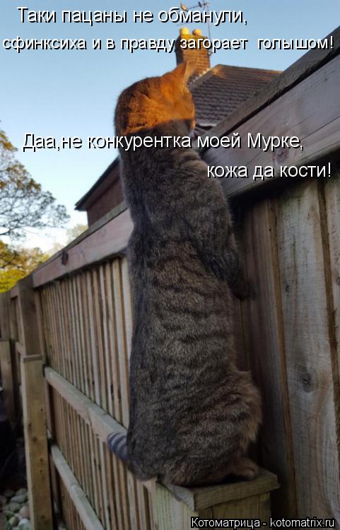 Таки пацаны не обманули, сфинксиха и в правду загорает голышом! Даа,не конкурентка моей Мурке, кожа ... Котоматрица: Таки пацаны не обманули, сфинксиха и в правду загорает голышом! Даа,не конкурентка моей Мурке, кожа да кости!