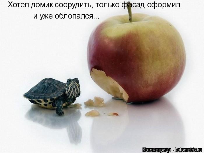 Хотел домик соорудить, только фасад оформил и уже облопался...... Котоматрица: Хотел домик соорудить, только фасад оформил и уже облопался...