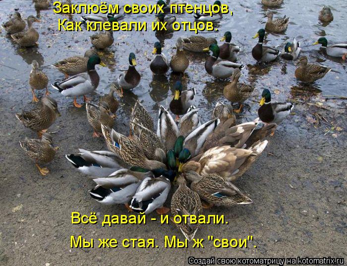 Заклюём своих птенцов, Как клевали их отцов. Мы же стая. Мы ж "свои". Всё давай - и отвали.... Котоматрица: Заклюём своих птенцов, Как клевали их отцов. Мы же стая. Мы ж "свои". Всё давай - и отвали.