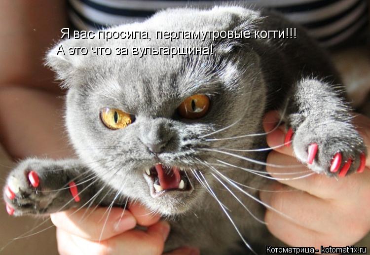 Я вас просила, перламутровые когти!!! А это что за вульгарщина!... Котоматрица: Я вас просила, перламутровые когти!!! А это что за вульгарщина!