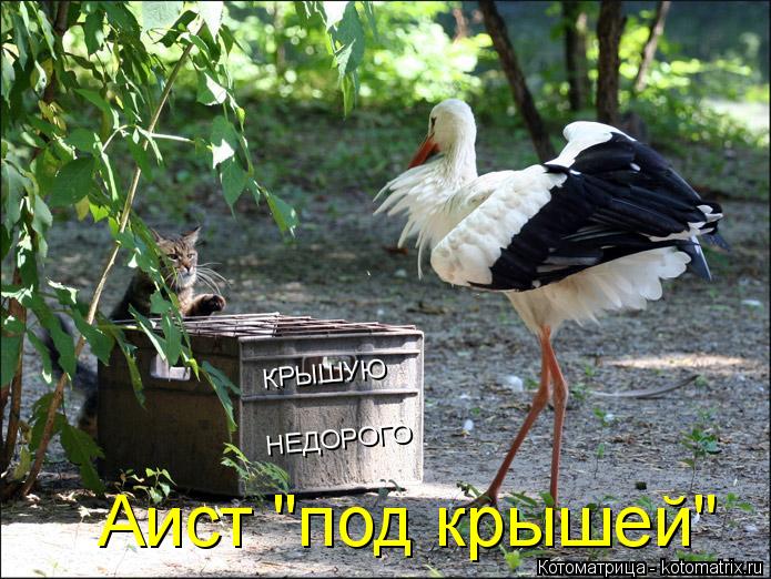 Аист "под крышей" НЕДОРОГО КРЫШУЮ... Котоматрица: Аист "под крышей" НЕДОРОГО КРЫШУЮ