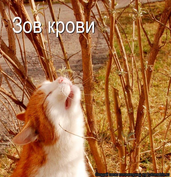 Зов крови... Котоматрица: Зов крови