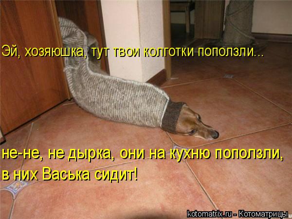 Эй, хозяюшка, тут твои колготки поползли... не-не, не дырка, они на кухню поползли, в них Васька сиди... Котоматрица: Эй, хозяюшка, тут твои колготки поползли... не-не, не дырка, они на кухню поползли, в них Васька сидит!