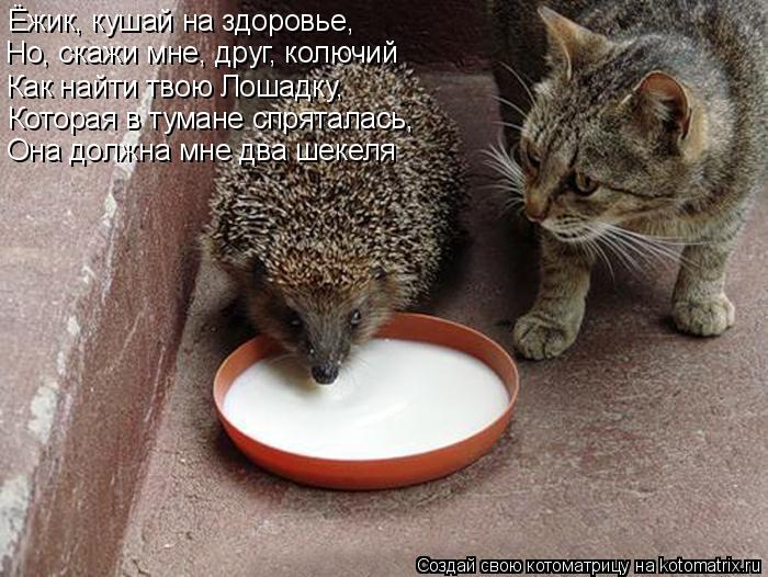 Ёжик, кушай на здоровье, Как найти твою Лошадку, Но, скажи мне, друг, колючий Которая в тумане спрят... Котоматрица: Ёжик, кушай на здоровье, Как найти твою Лошадку, Но, скажи мне, друг, колючий Которая в тумане спряталась, Она должна мне два шекеля