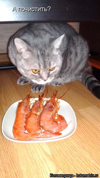 А почистить?... Котоматрица: А почистить?