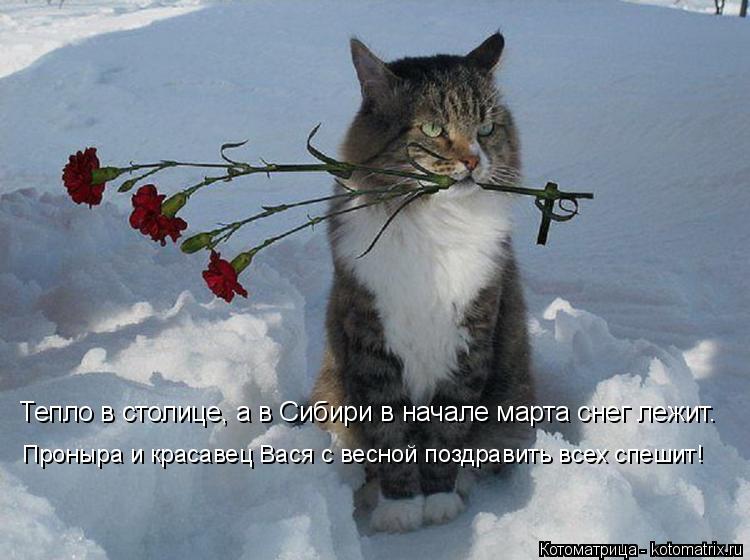 Тепло в столице, а в Сибири в начале марта снег лежит. Проныра и красавец Вася с весной поздравить вс... Котоматрица: Тепло в столице, а в Сибири в начале марта снег лежит. Проныра и красавец Вася с весной поздравить всех спешит!