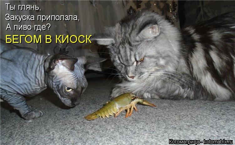 Ты глянь, Закуска приползла, А пиво где? БЕГОМ В КИОСК... Котоматрица: Ты глянь, Закуска приползла, А пиво где? БЕГОМ В КИОСК