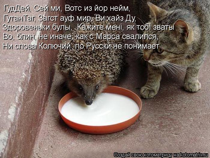 ГудДей, Сей ми, Вотс из йор нейм, ГутанТаг, Загст ауф мир, Ви хайз Ду, Здоровеньки булы, Кажите менi... Котоматрица: ГудДей, Сей ми, Вотс из йор нейм, ГутанТаг, Загст ауф мир, Ви хайз Ду, Здоровеньки булы, Кажите менi, як тобi зваты Во, блин, не иначе, как с Марса