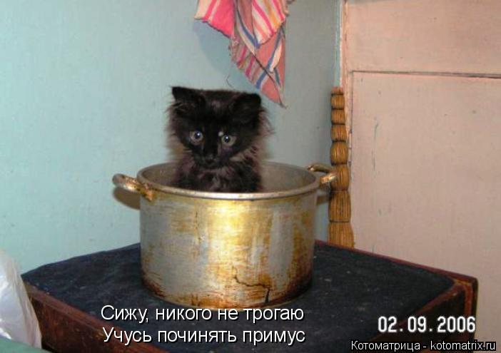 Сижу, никого не трогаю Учусь починять примус... Котоматрица: Сижу, никого не трогаю Учусь починять примус